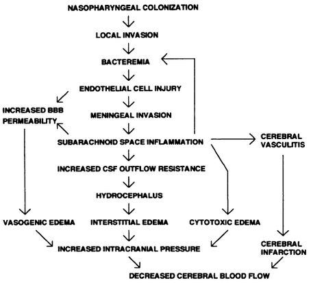 Pathophysiology Of Hydrocephalus In Flow Chart